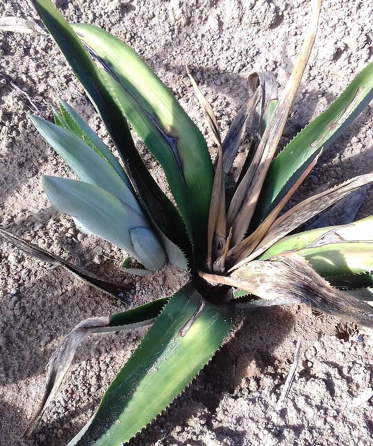 Fusarium wilt damage on pineapple
