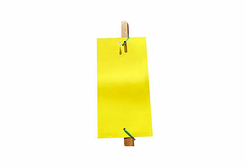 Pherocon PEW Kits 2.0 (Trampa Amarilla)