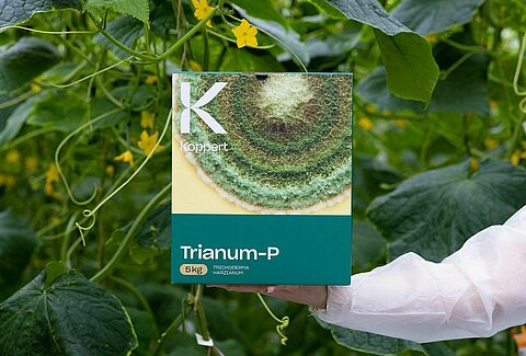 Трианум эффективно контролирует Pythium на огурцах