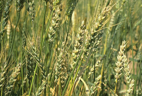 Твердая головня