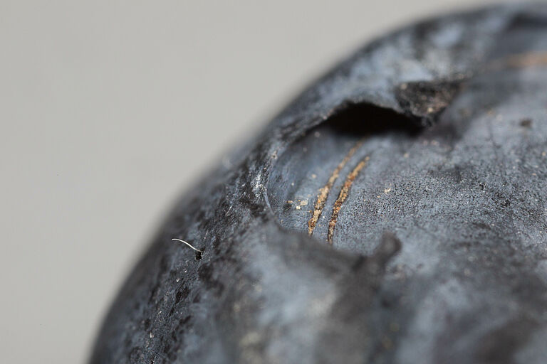 Larva of the fruit fly Spotted Wing Drosophila Drosophila suzukii in a blueberry