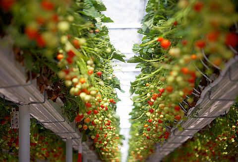 Паутинный клещ под контролем