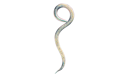 Борьба с вредителями