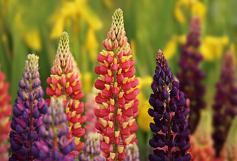 Многолетние растения