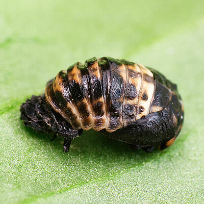 Кукольная стадия Adalia bipunctata
