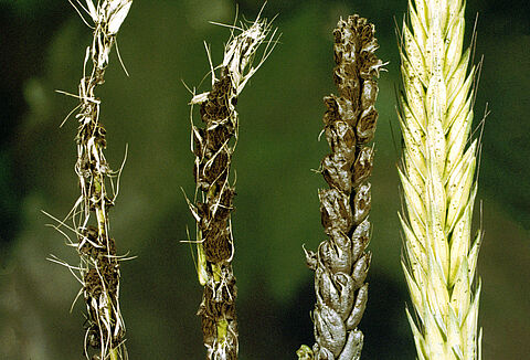 Пыльная головня пшеницы