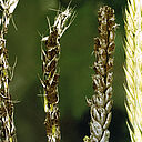 Loose Wheat Smut Ustilago nuda tritici