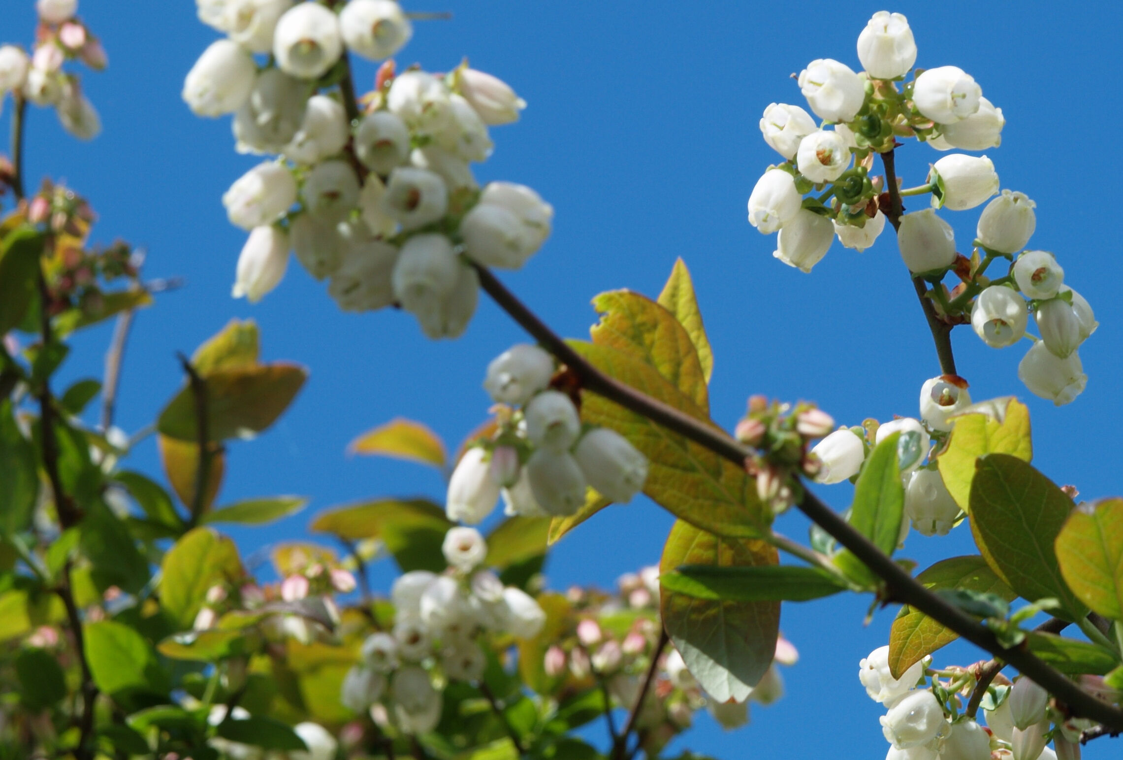 Морозостойкость голубики
