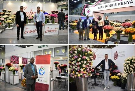 Кенийские розы покоряют российский рынок