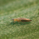 Female Onion thrips Thrips tabaci