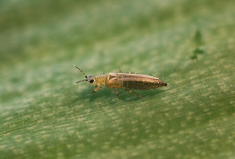 Female Onion thrips Thrips tabaci
