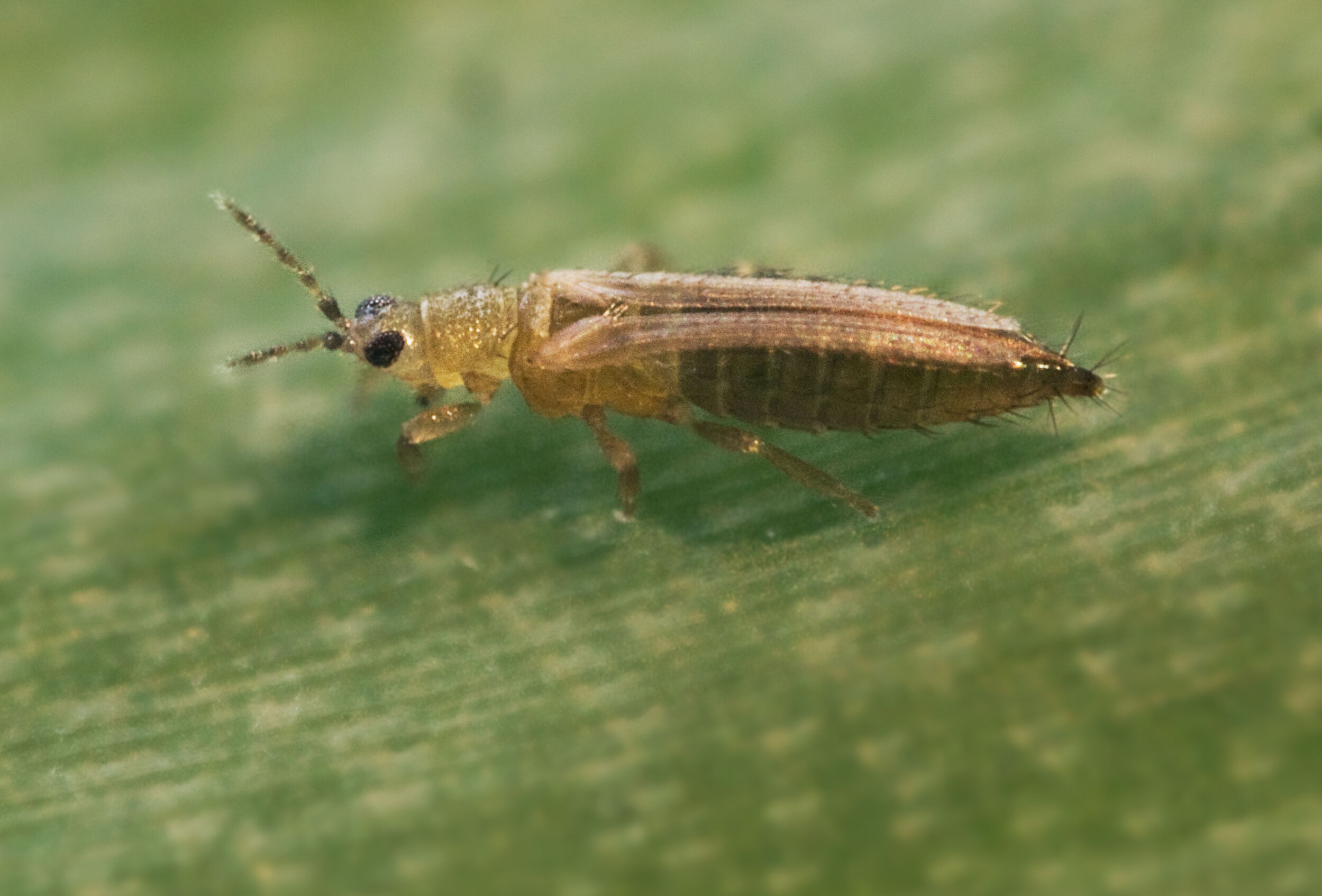 Расширение научной и практической базы при изучении трипса