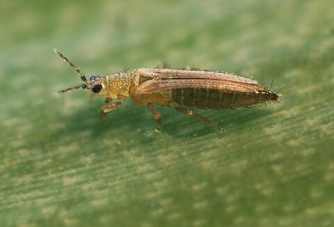 Расширение научной и практической базы при изучении трипса