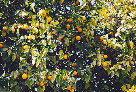 Цитрусовые