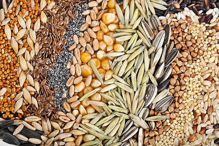 что такое обработка семян