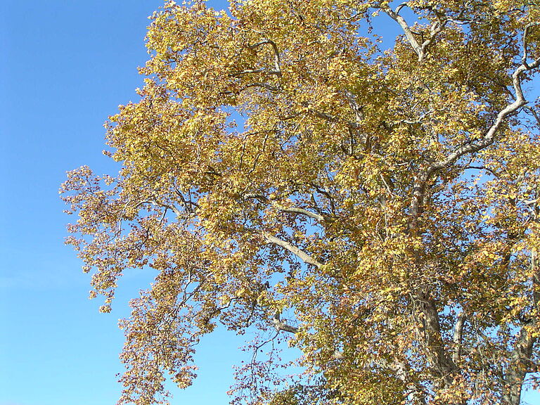 Sycamore lace bug Corythucha ciliata Plane tree Damage