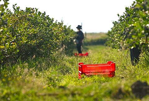 Да, я доволен Natupol Booster и услугами Koppert!