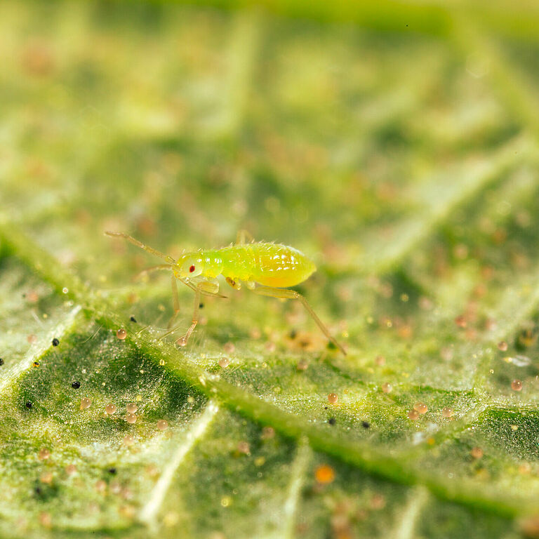 Молодая нимфа Macrolophus pygmaeus