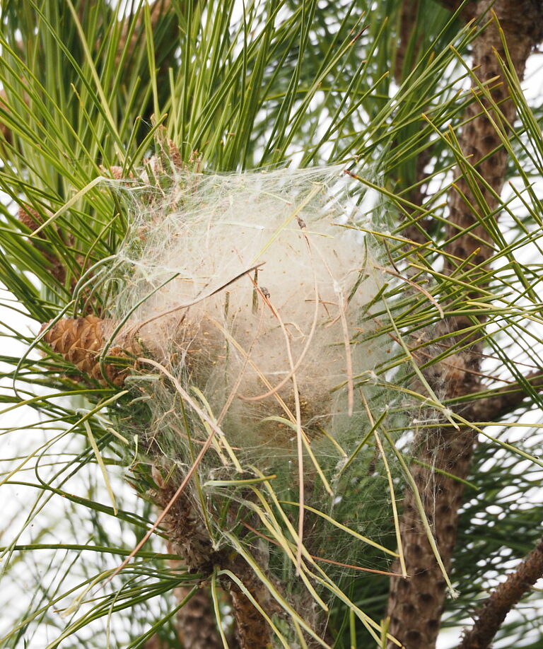 Nest of Pine processionary moth Thaumetopoea pytiocampa