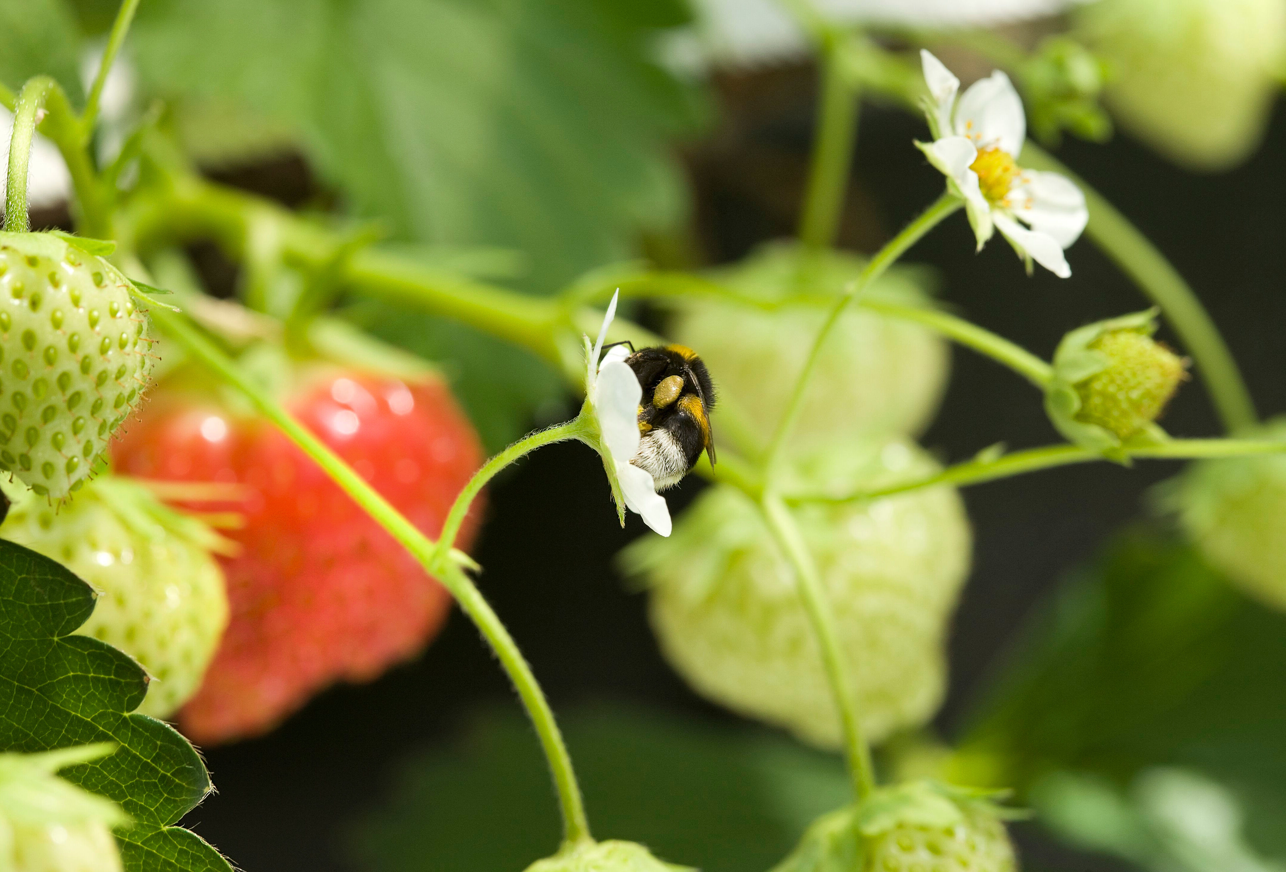 Укусы шмелей