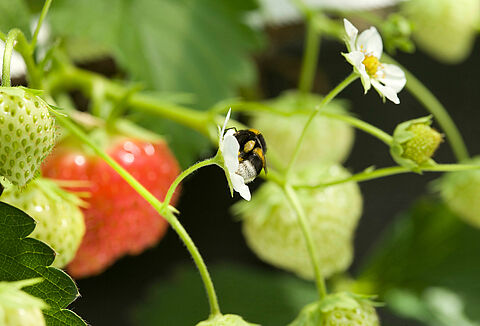 Укусы шмелей