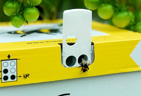 Шмели Natupol – сохраняем хладнокровие и работаем в жару!