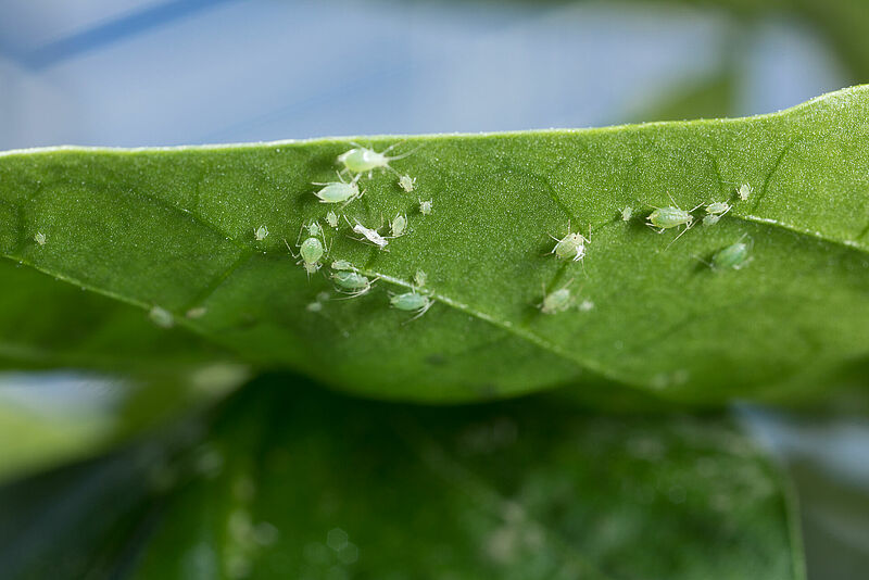 Green peach aphid Myzus persicae subsp. persicae