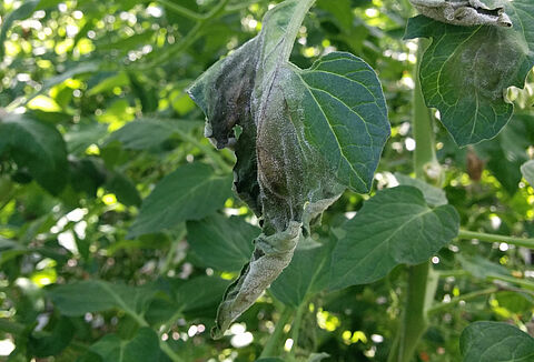 Фитофтороз