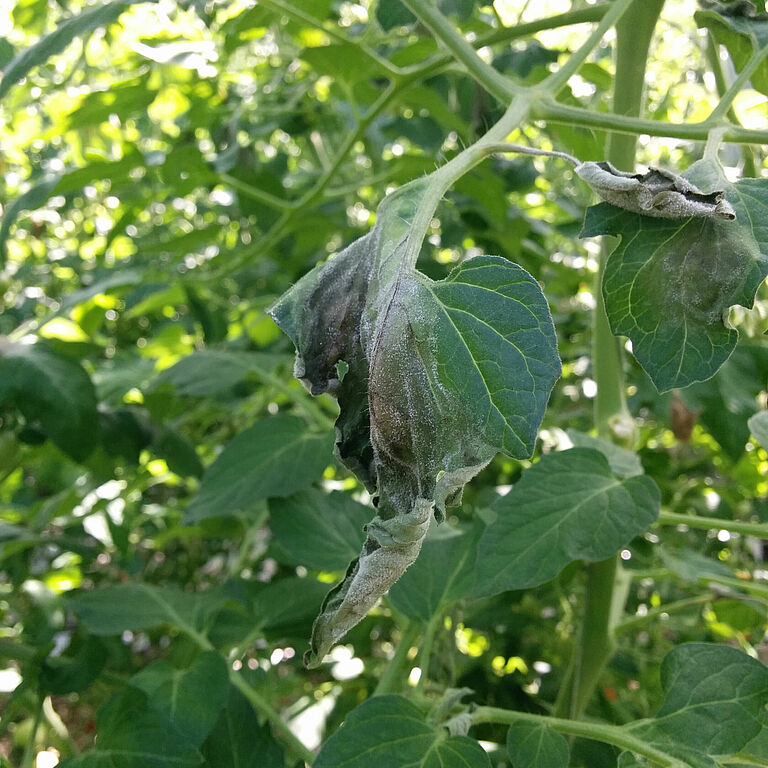 Tomato damage caused by Phytophtora blight Phytophtora infestans