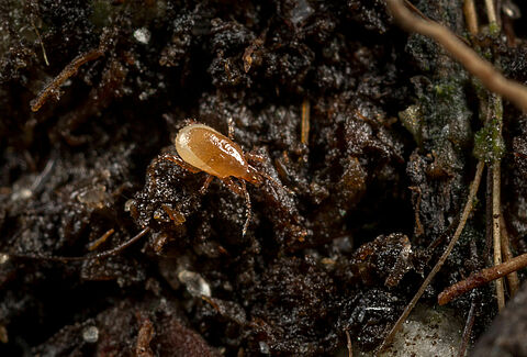 Macro-Mite в новом субстрате