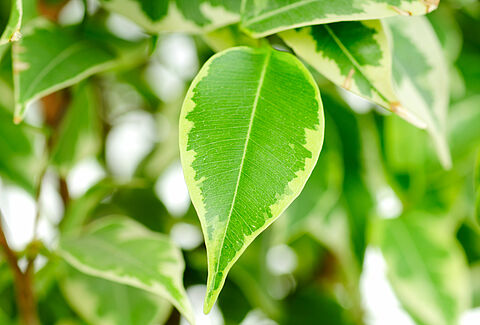 Зеленые растения в горшках