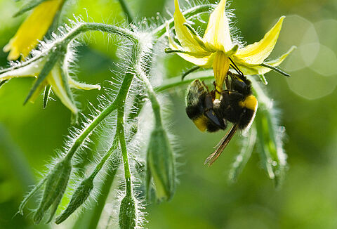 Шмели любят прохладу!