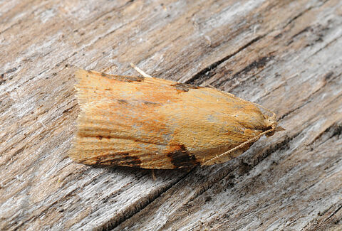 Темножилковая листовертка