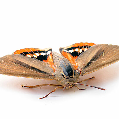 The South American palm borer Paysandisia archon