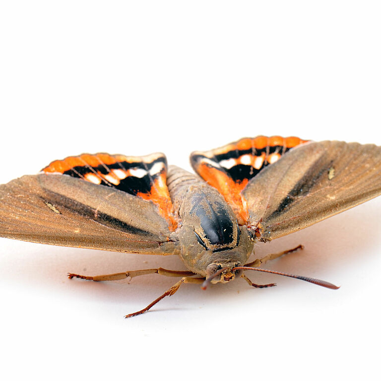 The South American palm borer Paysandisia archon