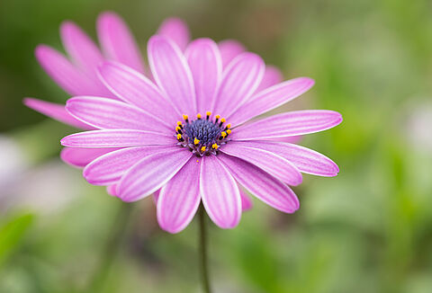 Грядковые культуры