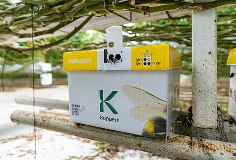 Как защитить шмелей в холодное время года