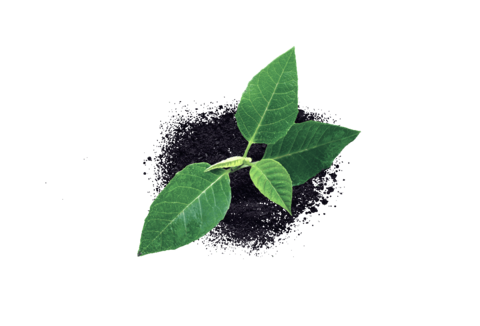 Здоровье растений