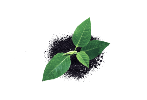 Здоровье растений