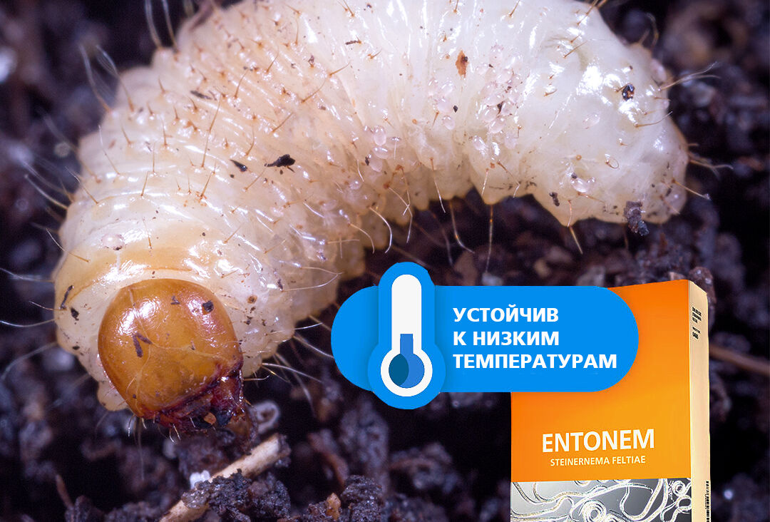 Холодный сезон – не помеха