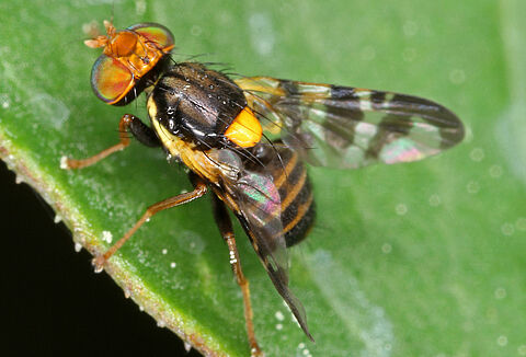 Муха вишневая