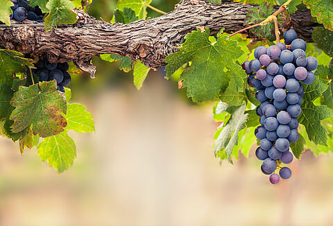 Виноград