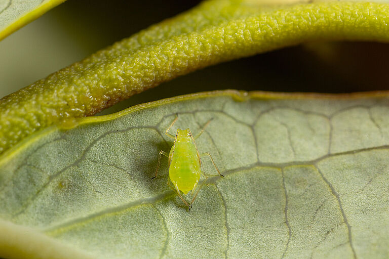 Blueberry aphid Ericaphis fimbriata