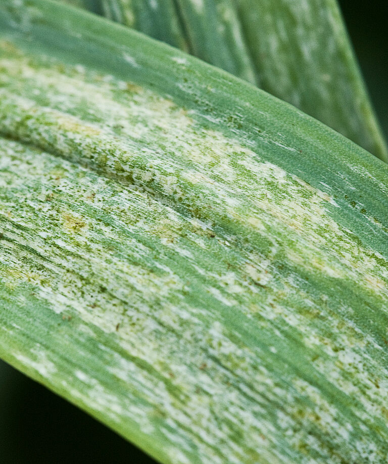 Leek damage caused by the Onion thrips Thrips tabaci