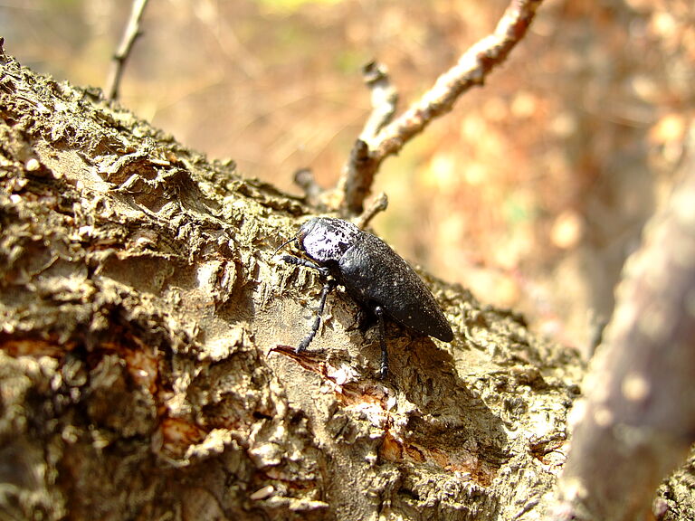 Capnodis tenebrionis Adult Beetle