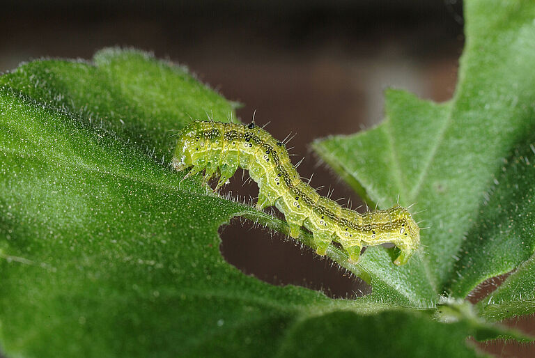 Larva of Tobacco budworm Heliothis virescens