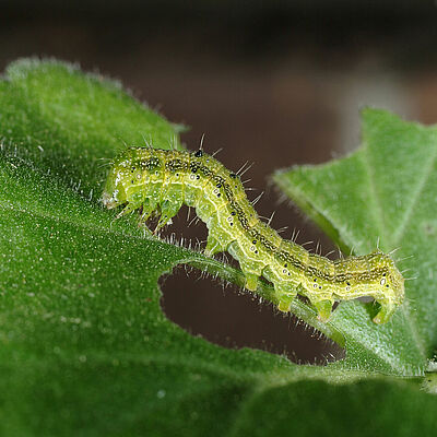 Larva of Tobacco budworm Heliothis virescens