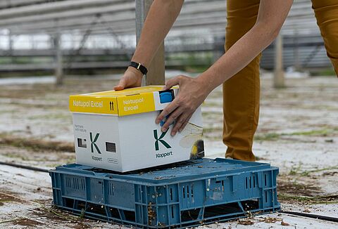 Оптимальное размещение шмелиных ульев