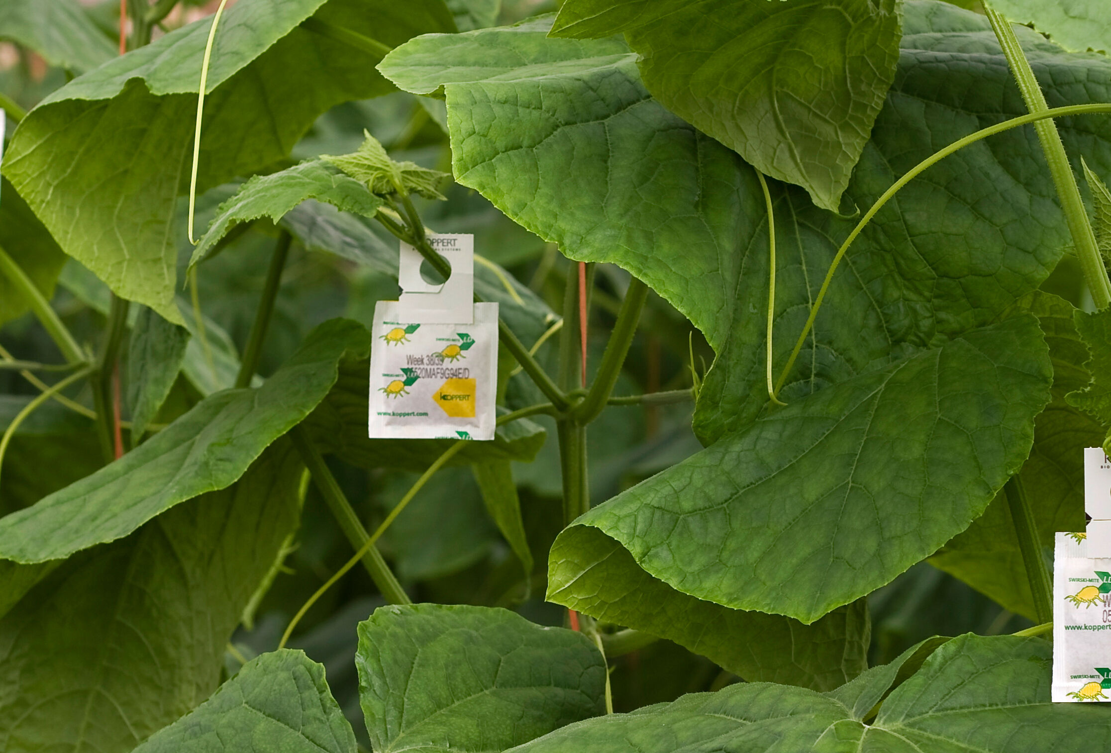 Усиленное крепление-крючок для саше с хищными клещами