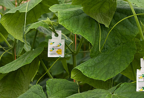 Усиленное крепление-крючок для саше с хищными клещами